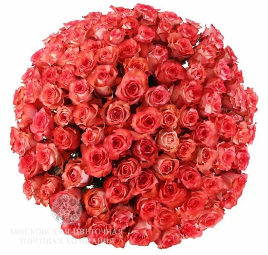 Букет 101 роза Игуана, коралловая