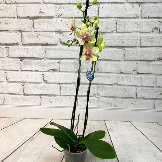 Орхидея Фаленопсис желтая с вкрапленниями (2 ствола)