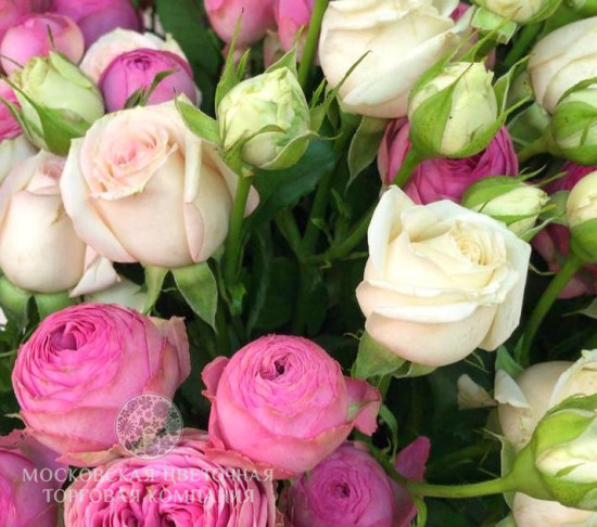 Букет 15 кустовых пионовидных роз