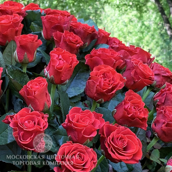 Букет 151 роза Эль Торо в корзине