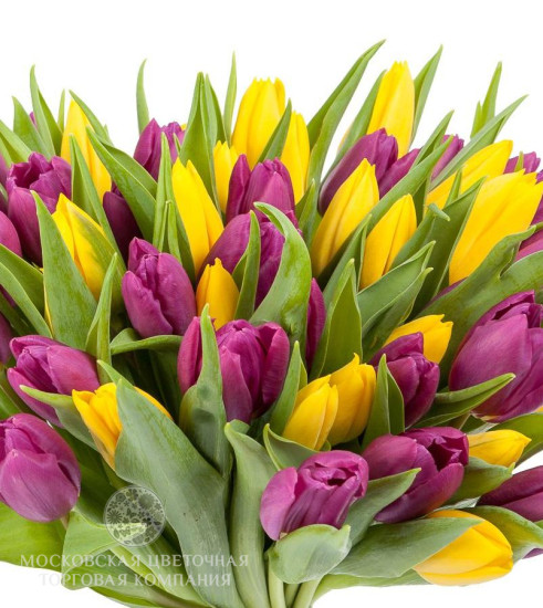 Букет 51 тюльпан, желто-фиолетовые