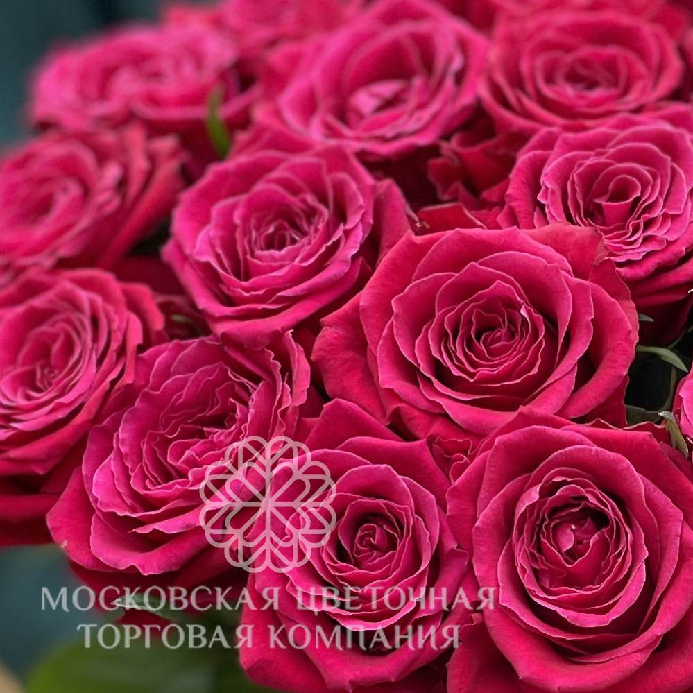 Букет 21 роза Шангри-ла купить с доставкой в Москве за 6040 руб.