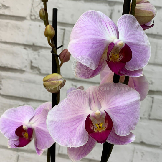 Орхидея Фаленопсис бело-фиолетовая (2 ствола)