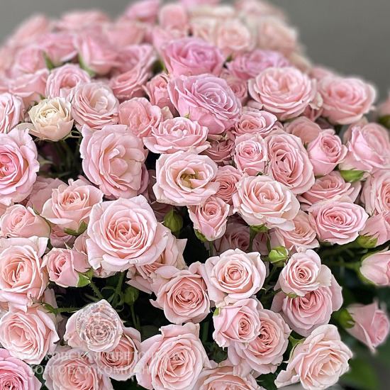 Букет 35 кустовых роз Одилия