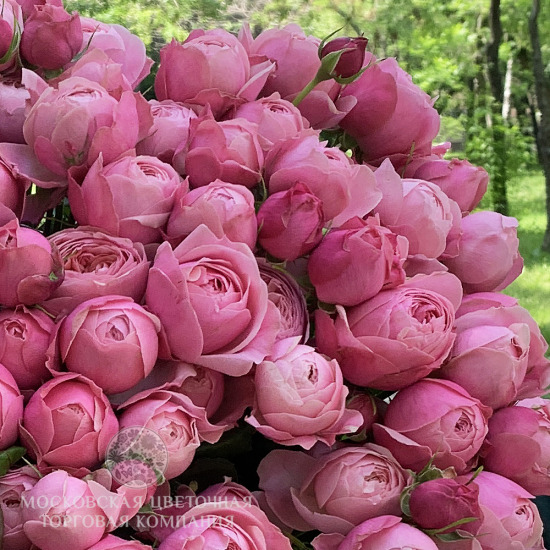 Букет 31 пионовидная кустовая роза Силва Пинк