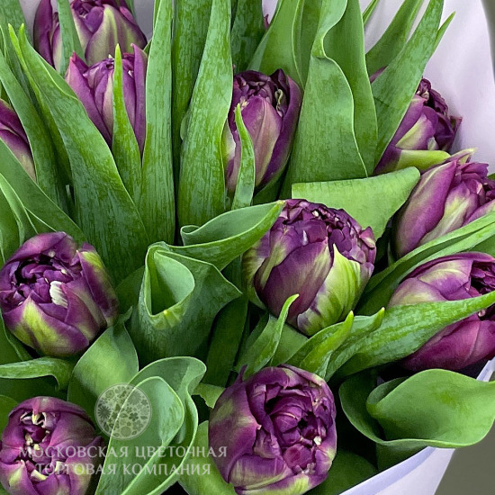 Букет 15 премиальных тюльпанов, пурпурные