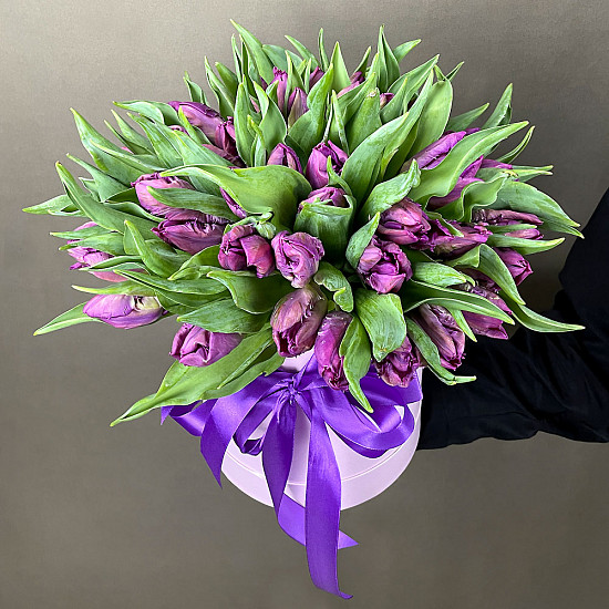 Букет 51 премиум тюльпан в коробке, пурпурные