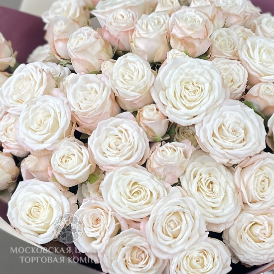 Букет 17 кустовых пионовидных роз Бомбастик