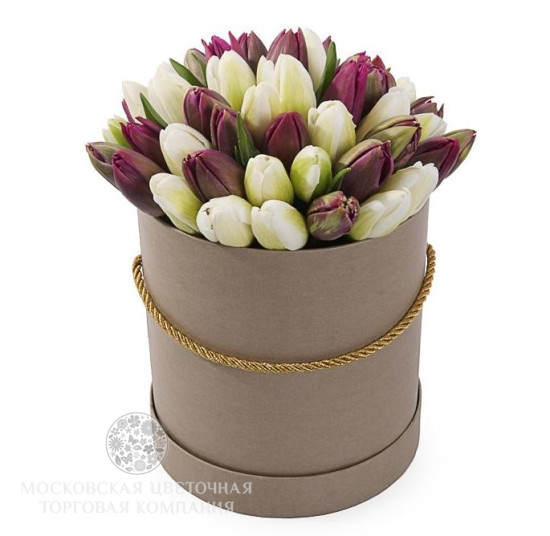 Букет 51 тюльпан в коробке, бело-пурпурный микс
