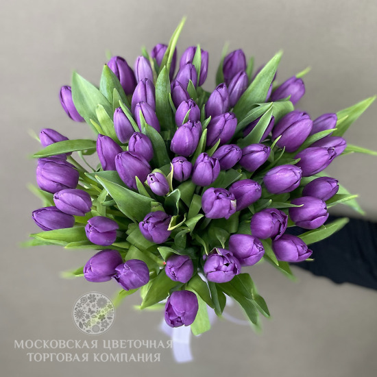 Букет 51 тюльпан, пурпурные