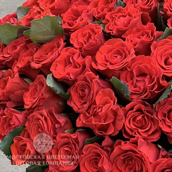 Букет 151 красная роза Эль Торо