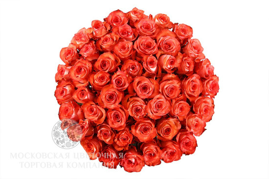 Букет 51 роза Игуана, коралловая