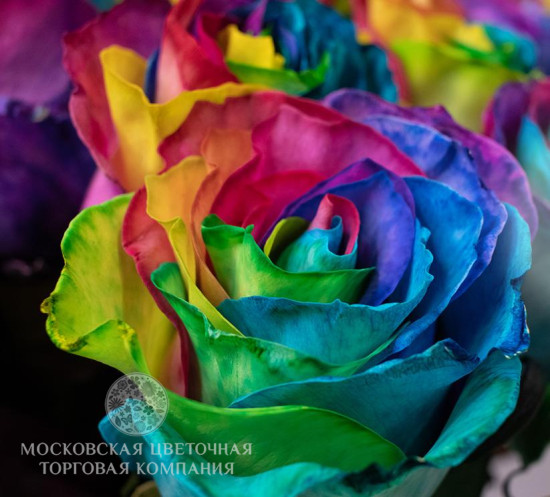 Букет 25 радужных роз, Эквадор