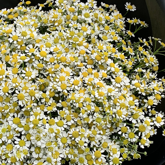 Букет с ромашками Летняя ночь