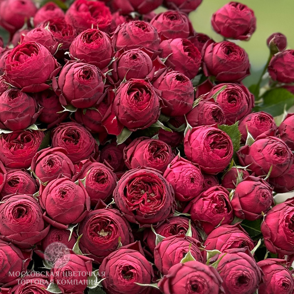 Букет "Королевский Бархат", кустовая роза Марун купить за 15 930 руб. с ...