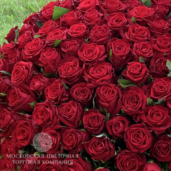 101 красная роза, Россия, 60 см