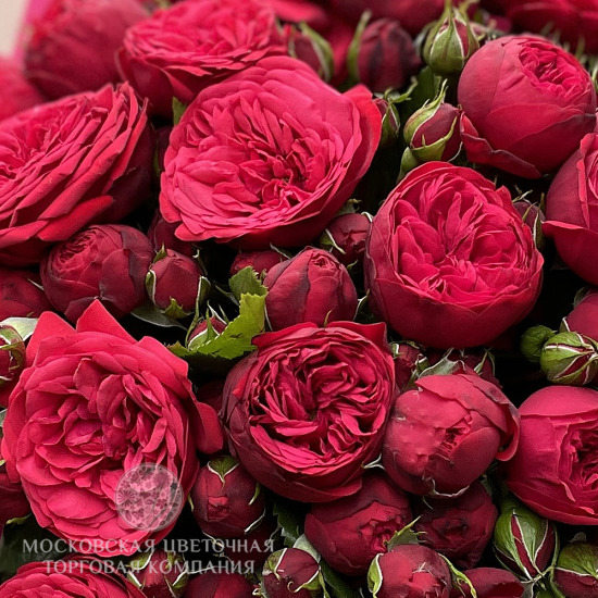Букет пионовидных роз "Версаль", Эквадор