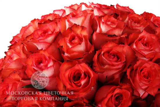 Букет 35 роз Игуана в шляпной коробке