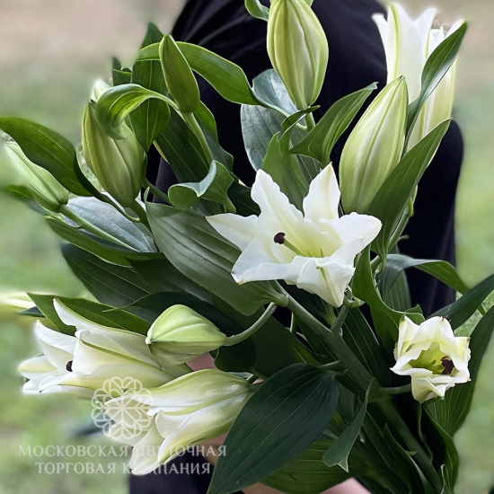 Букет 3 лилии Белая красавица