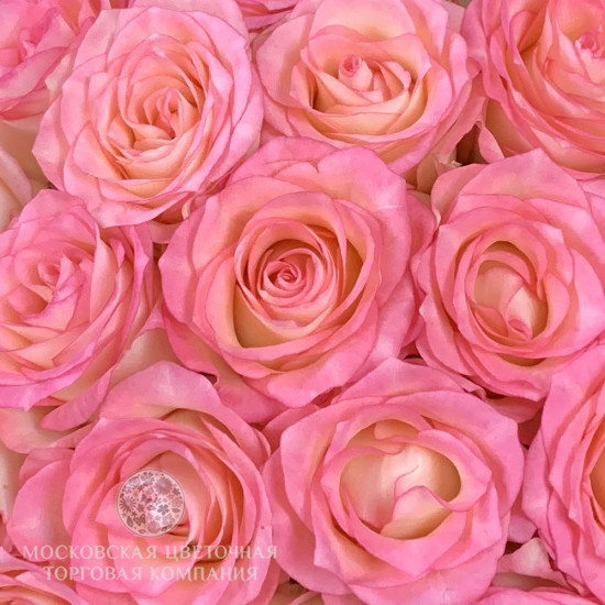 Букет 17 роз Джумилия