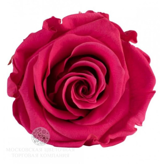 Букет 101 роза Космик