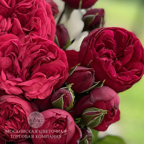 Букет 15 пионовидных роз Ред Пиано