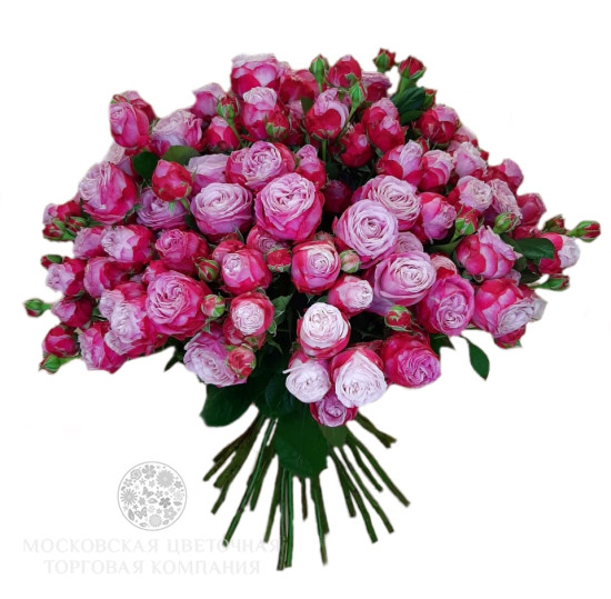 Букет 35 кустовых пионовидных роз Леди Бомбастик