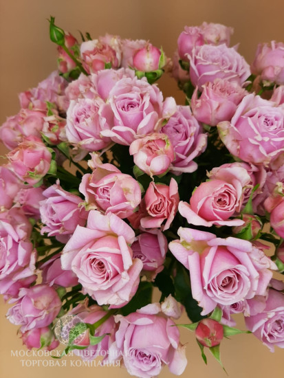 Букет 17 кустовых роз Пинк Эссенс (с ароматом)