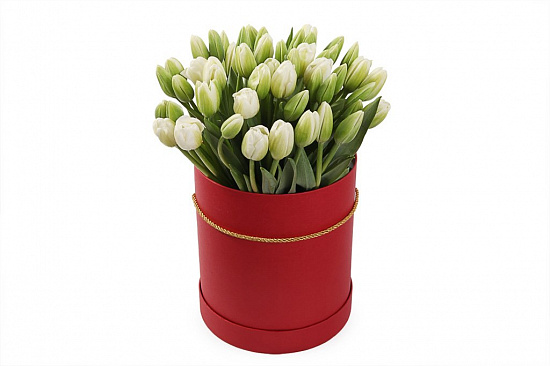 Букет 51 тюльпан в красной коробке, белые