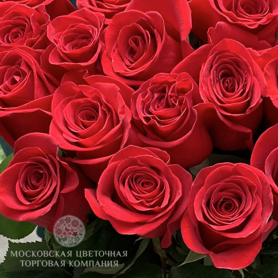 Букет из 25 премиум роз Фридом, Эквадор