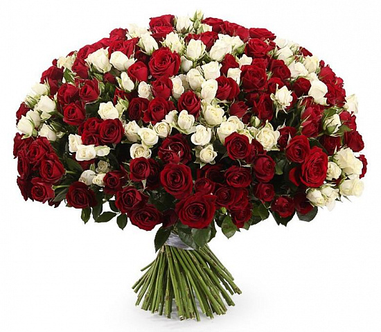 Букет 101 кустовая роза, красно-белый микс