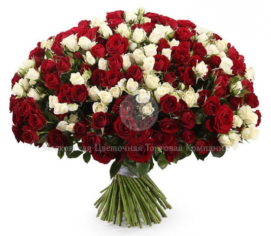 Букет 101 кустовая роза, красно-белый микс
