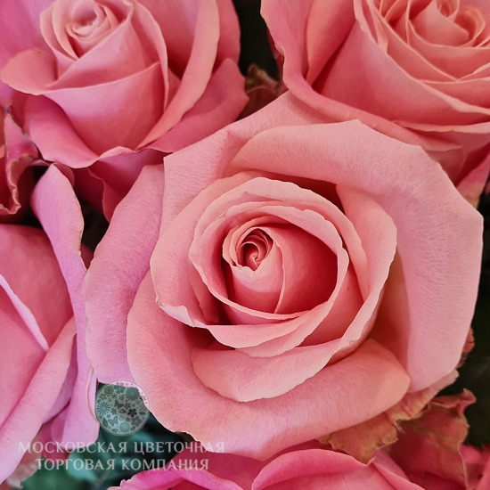 Букет 35 роз Hermosa