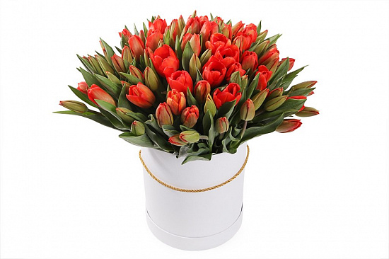 Букет 101 тюльпан в белой коробке, красно-оранжевые