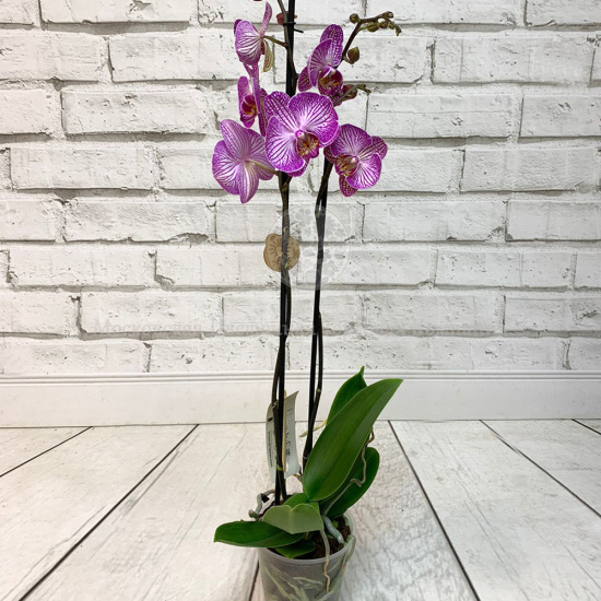 Орхидея Фаленопсис бело-фиолетовая с прожилками (2 ствола)
