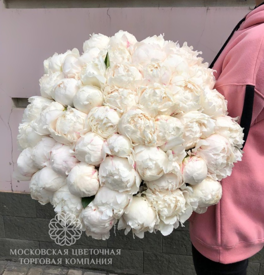 Букет из 51 пиона Сливочный Пломбир (макси)