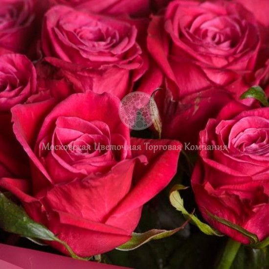 Букет 101 роза Шангри-ла