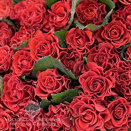 Букет 101 красная роза Эль Торо