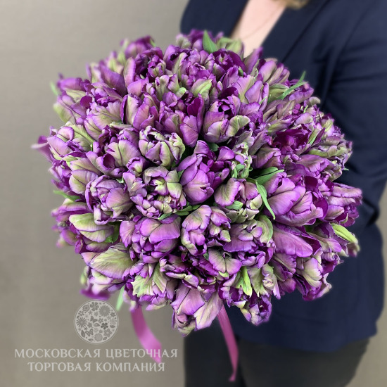 Букет 51 премиальный тюльпан, пурпурные