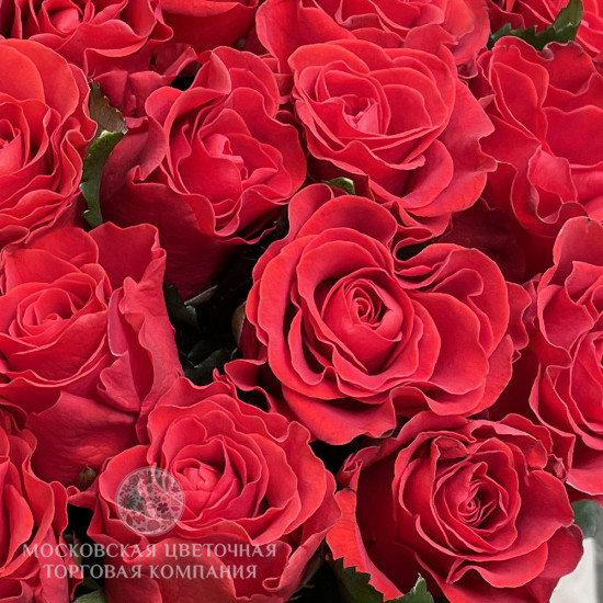 Букет 75 красных роз Эль Торо