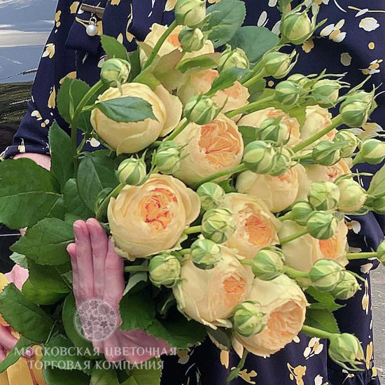 Букет 15 пионовидных роз Ванилла Каталина