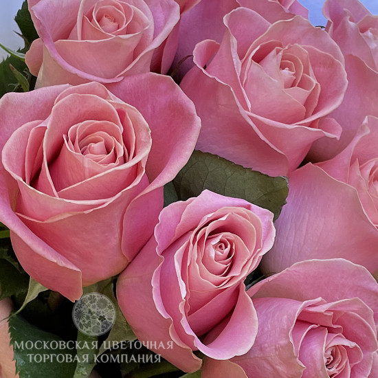 Букет 11 роз Hermosa