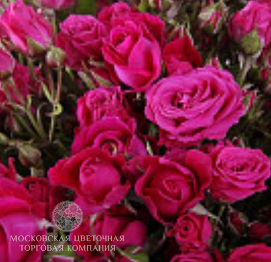 Букет 51 кустовая роза Алисия
