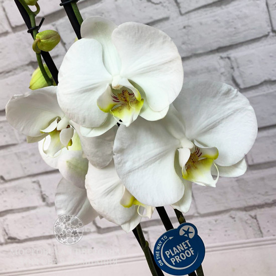 Орхидея Фаленопсис белая (2 ствола)