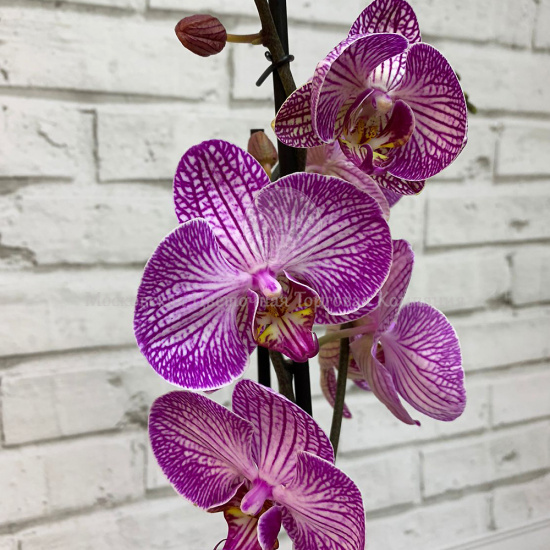 Орхидея Фаленопсис бело-фиолетовая с прожилками (2 ствола)