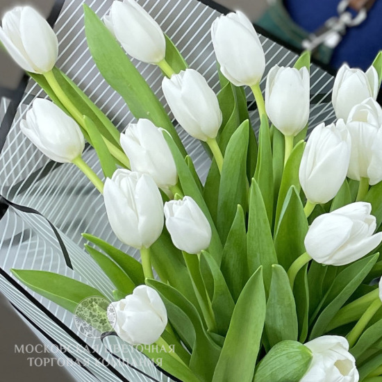25 белых тюльпанов
